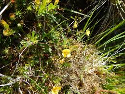 Attēlu rezultāti vaicājumam “Potentilla arenaria bud”