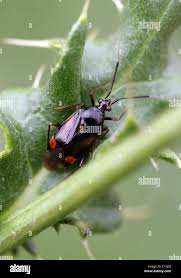 Attēlu rezultāti vaicājumam “Capsodes gothicus”