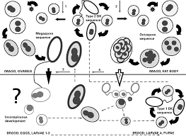 Attēlu rezultāti vaicājumam “Capsus ater imago”