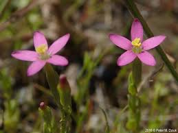 Attēlu rezultāti vaicājumam “Centaurium littorale flower”