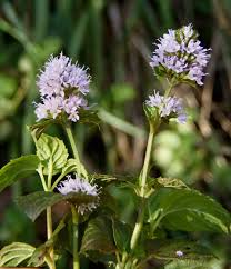 Attēlu rezultāti vaicājumam “Mentha x piperita”