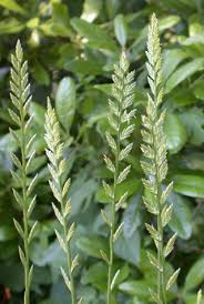 Attēlu rezultāti vaicājumam “Elytrigia repens subsp. arenosa”