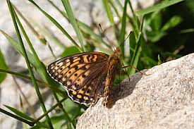 Attēlu rezultāti vaicājumam “Argynnis niobe underside”