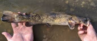 Image result for Pylodictis olivaris