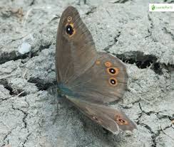 Attēlu rezultāti vaicājumam “Lasiommata maera upperside”