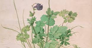 Image result for Akelei