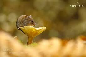 Attēlu rezultāti vaicājumam “Myodes glareolus”