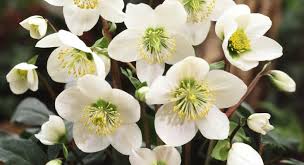 Attēlu rezultāti vaicājumam “Helleborus niger”