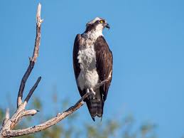 Image result for Pandion haliaetus