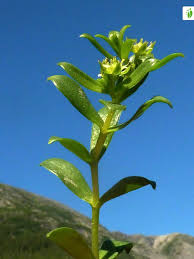 Attēlu rezultāti vaicājumam “Honckenya peploides flower”