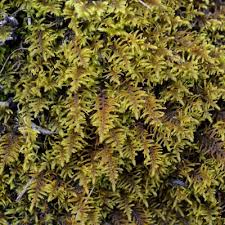 Attēlu rezultāti vaicājumam “Abietinella abietina var. hystricosa”