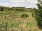 near to Bonnyton, Angus, Great Britain. Young woodland - via Daymix
