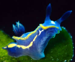 Attēlu rezultāti vaicājumam “Aphodius subterraneus imago”