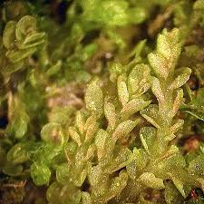 Attēlu rezultāti vaicājumam “Nardia geoscyphus”