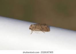 Attēlu rezultāti vaicājumam “Hoplodrina octogenaria”