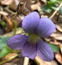 Attēlu rezultāti vaicājumam “Viola sororia flower”