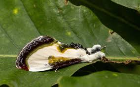 Attēlu rezultāti vaicājumam “Lepidoptera”