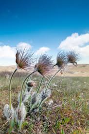 Attēlu rezultāti vaicājumam “Pulsatilla patens fruit”