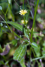 Attēlu rezultāti vaicājumam “Lapsana communis flower”