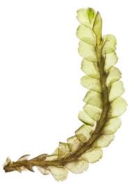 Attēlu rezultāti vaicājumam “Harpanthus flotovianus”