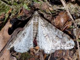 Attēlu rezultāti vaicājumam “Agriopis leucophaearia”