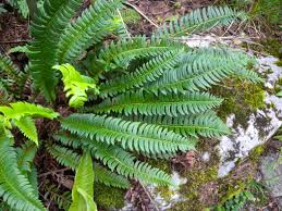 Attēlu rezultāti vaicājumam “Polystichum lonchitis”