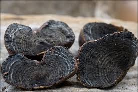 Attēlu rezultāti vaicājumam “Daldinia concentrica”