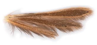 Attēlu rezultāti vaicājumam “Stenoptilia pterodactyla”