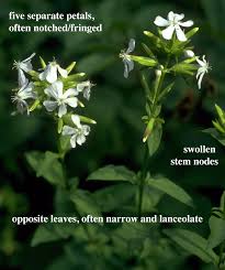 Attēlu rezultāti vaicājumam “Caryophyllaceae”