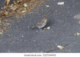 Attēlu rezultāti vaicājumam “Erithacus rubecula juvenile”