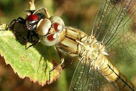 Attēlu rezultāti vaicājumam “Orthetrum brunneum”