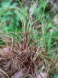 Attēlu rezultāti vaicājumam “Carex digitata leaf”