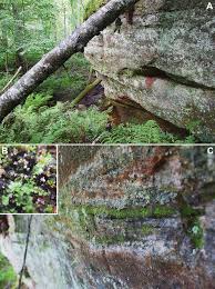 Attēlu rezultāti vaicājumam “Tortula lingulata macro”