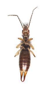 Attēlu rezultāti vaicājumam “Forficula auricularia”