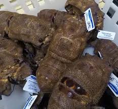 Image result for Scyllarides latus