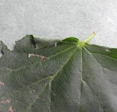 Attēlu rezultāti vaicājumam “Roeslerstammia erxlebella”