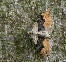 Attēlu rezultāti vaicājumam “Xanthorhoe quadrifasiata”