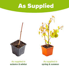 Attēlu rezultāti vaicājumam “Cercidiphyllum japonicum fruit”