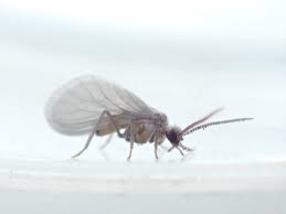 Attēlu rezultāti vaicājumam “Coniopterygidae”