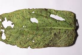 Attēlu rezultāti vaicājumam “Pucciniales”