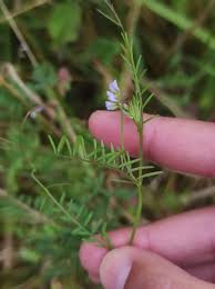 Attēlu rezultāti vaicājumam “Vicia hirsuta”