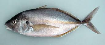 Image result for Pseudocaranx dentex