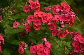 Image result for Phlox paniculata `Sweet Summer`