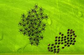 Image result for insect poop