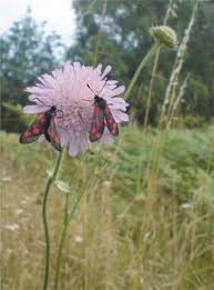 Image result for Knautia arvensis