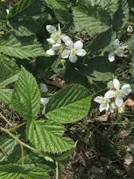 Attēlu rezultāti vaicājumam “Rubus plicatus flower”