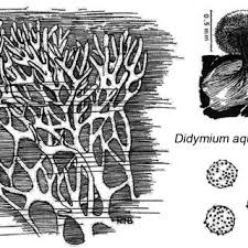 Attēlu rezultāti vaicājumam “Didymium nigripes”