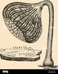 Attēlu rezultāti vaicājumam “Cribraria intricata”