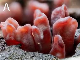 Attēlu rezultāti vaicājumam “Amaurochaete fusiformis”