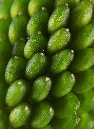 Attēlu rezultāti vaicājumam “Ranunculus sceleratus fruit”